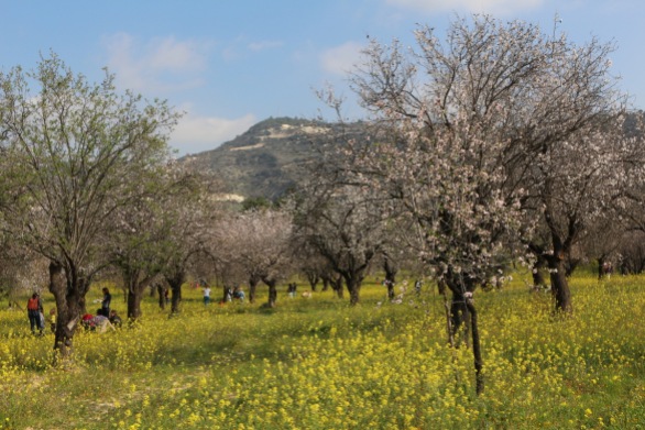 Blooming almond trees in Cyprus