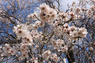blossom trees Cyprus