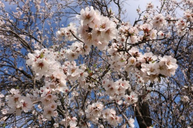 blossom trees Cyprus